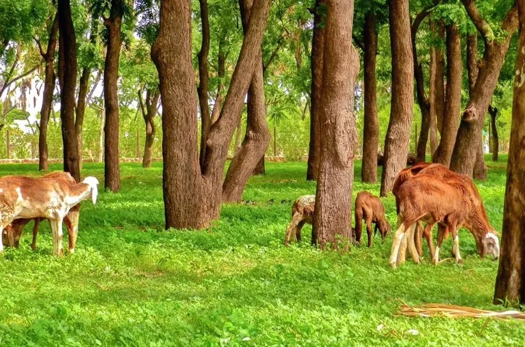 -غابة-في-العالم-العربي-e1672747921710